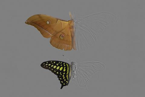 Moth and butterfly acoustic image